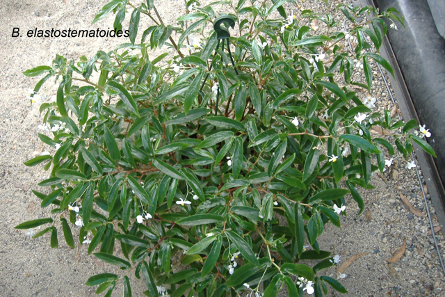 B. elatostematoides